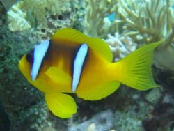 Clownfish (Dameselfish). Photo was taken at Ras Mohamed w... by Anel Van Veelen 